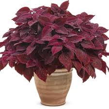 Image result for Coleus goetzenii