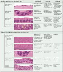 Module 4 2 Epithelial Tissues Basic Anatomy And Physiology Human Anatomy And Physiology Tissue Biology