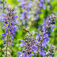 Image result for Salvia sclarea