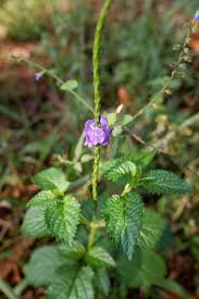 Image result for Stachytarpheta urticifolia