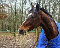 Keeping A Horse Alone 5 Tips Savvy Horsewoman