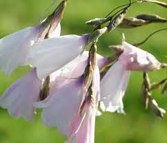 Image result for Dierama formosum