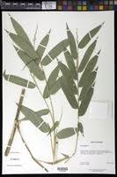 Image result for Olyra latifolia