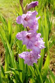 Gladiolus Plant Guide How To Grow And Care For Gladiolus Flower Gladiolus Flower Flower Pot Design Gladiolus