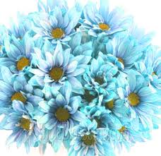 A variety of bold colors, make these. Daisy Poms Blue Flowers Turquoise Tint Chrysanthemum Flowers For Sale Floral