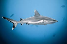 Image result for Shark