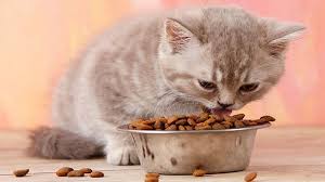 7 best dry cat foods to buy for cats in 2019 best cat food