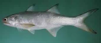 Indian Salmon Rawas Fish Buy Indian Salmon Rawas Fish In Mumbai Maharashtra Enjoy this fish cutting video so that you know how to cut an. indian salmon rawas fish buy indian