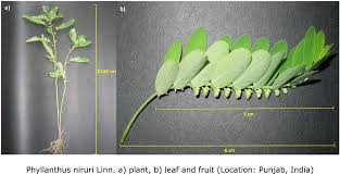 Image result for Phyllanthus zornioides