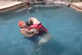 This Dog Is Scared Of Water Now Watch How Dad Teaches His Little Baby To Swim Priceless Amazingpandph Little Babies Dog Friends Learn To Swim