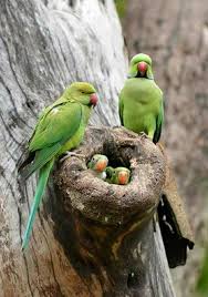 Best 20 Parrot Nest Photo Images Beautiful Birds Animals Parrot