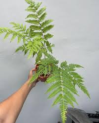 Image result for Pteris tripartita