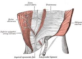 the transverse abdominis muscle