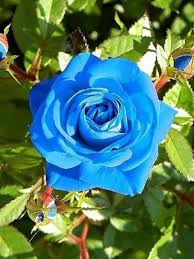 Pin De Chariang Sooksomsin Em Rosen Rosas Azuis Rosas Pretas Rosas Amarelas