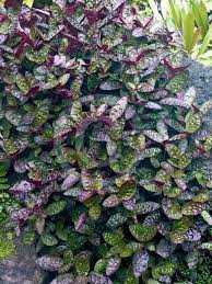 Hemigraphis Alternata Exotica Purple Waffle Plant Information Photos Plants Shade Plants Foliage Plants