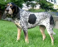 Black And Tan English Foxhound Pin On Cool Dogs