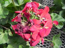 Botrytis gray mold, also called gray mold or botrytis blight, is a fungal disease that can progress rapidly under cool, moist or humid conditions and has under ideal conditions, gray mold will produce spores that will look like a gray (sometimes light brown), fuzzy mass on foliage, stems, and/or flowers. Botrytis Gray Mold In Greenhouse Floral Crops Ohioline