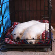 How often do you put your puppy in the crate? Which Dog Crate Is Best For My Puppy Puppy In Training