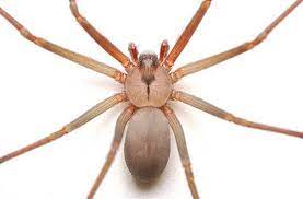 Tiene 6 pares de ojos y cuenta con una. 21 Ideas De Arana Picaduras De Arana Trampas Para Moscas Tipos De Aranas