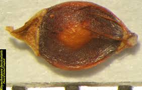 Image result for Rhynchospora gracillima