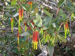 Image result for Plicosepalus amplexicaulis