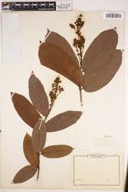 Image result for Triaspis macropteron