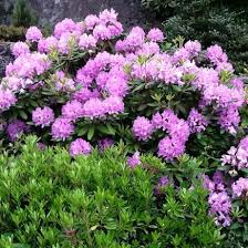Rhododendron Purpureum Elegans Shrubs Plants Hedges