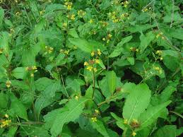 Image result for Rorippa