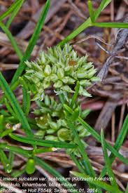 Image result for Limeum sulcatum