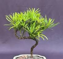 Bonsai Tree With Ceramic Pot Dwarf Podocarpus Bonsai Tree - 10 Year Old  Live Indoor Bonsai With Pot & Tray Podocarpus Dwarf Bonsai