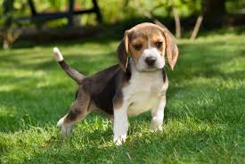 We did not find results for: The Best News Of The Year About Puppies Just In Time For National Puppy Day Country Life