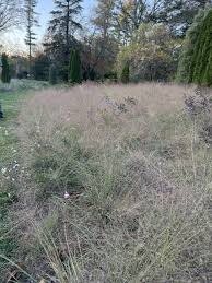 Image result for Eragrostis