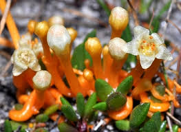 Image result for Vellereophyton dealbatum