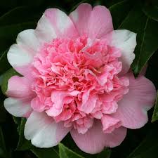 Camellia Ballet Queen Variegated Beautiful Flowers Amazing Flowers Camellia Flower