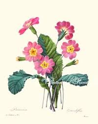 Bunga dip intans craft promote your page too. 50 Bunga Ideas Flower Drawing Flowers Botanical Illustration