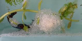 7.1 the male's role in the breeding process. Betta Fish Series Breeding Betta Fish The Aquarium Guide