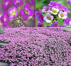 Excellent beneficial plant, edgings, borders, beds, rock gardens, window boxes, and hanging baskets. How To Grow Alyssum Garden Gear Shop