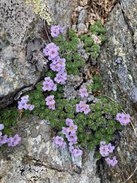 Image result for Pyrenacantha kirkii