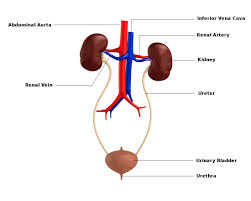 Pin On Herbal And Natural Remedies