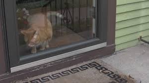 The fact is that some cats get the zoomies after relieving themselves in their litter box and some cats don't. How To Keep Your Door Dashing Cat From Escaping Youtube