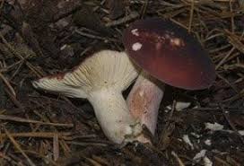 20 Champignons Comestibles La Liste Complete Pour Les Identifier Champignon Comestible Champignon Reconnaitre Les Champignons