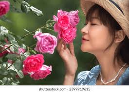 Rugosa Rose Royalty-Free Images, Stock Photos & Pictures