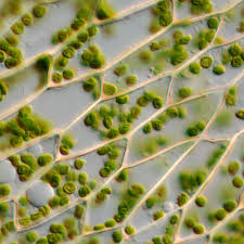 → difference between animal cell and plant cell. Cell Wall Structure And Function