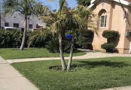 Featured review mr morris was very nice/pleasant and knowledgeable, reviewed the property told me exactly what would be done, i've been trying to get my lawn moved for 3 weeks by so called 5 star companies who never showed up or kept changing dates,only two days after connecting with montgomery group job done!! Los Angeles Lawn Care Mowing Services Lawn Love Of Los Angeles