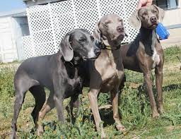 Check spelling or type a new query. Weimaraner Coat Color Length And Markings Grey Dog Weimaraner Dogs