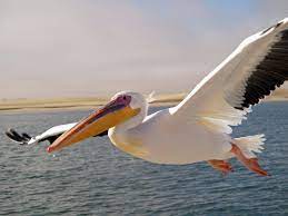 Pelifan, jaysrule15, mvpelicans the pelicans made a big mistake in hiring vangundy. Pelican Wikipedia