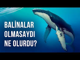 Deniz Yaratigi Boyutu Karsilastirmasi Size Kendinizi Kucuk Hissettirecek Youtube