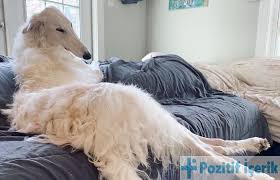 Dunyanin En Uzun Burunlu Kopegi Eris The Borzoi Her Birimizin Kendine Ozgu Bazi Ozellikleri Vardir Aptal Bir Goz Carpik Bir Parmak Uzun 2020 Kopek Eriste Dunya