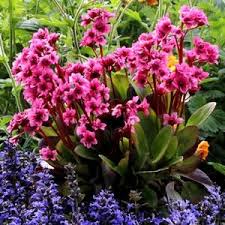 Bergenia Flirt Buy Pig Squeak Perennials Online Stauden Pflanzen Schatten Und Mehrjahrige Pflanzen