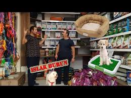 Kopegim Cok Agliyor Youtube